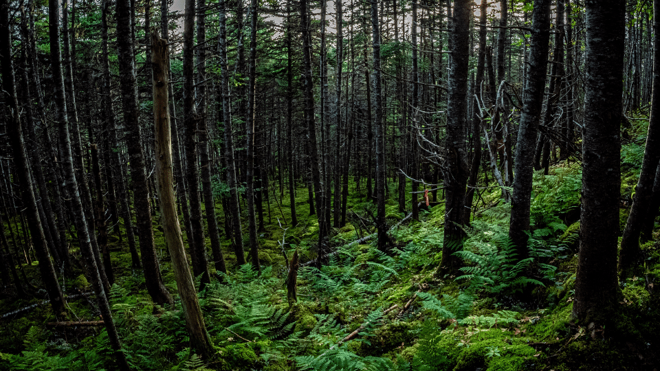 East Coast Trail – Picco’s Ridge Path